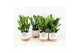 Zamioculcas zamiifolia in milou keramiek 