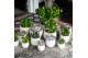 Echeveria mix SuPure® - Echeveria mix in Paros 15 