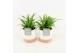 Chlorophytum lemon in milou keramiek 