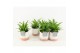 Chlorophytum lemon in milou keramiek 