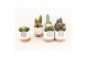 Cactus mix 6 soorten in milou keramiek 