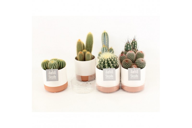 Cactus mix 6 soorten in milou keramiek Cactus mix 6 soorten in milou keramiek