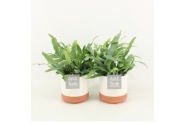 Phlebodium blue star in milou keramiek
