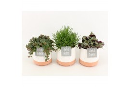 Kamerplanten mix in milou keramiek