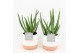 Aloe vera in milou keramiek 