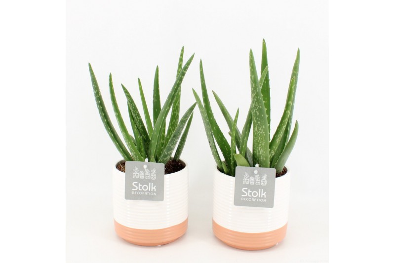 Aloe vera in milou keramiek 