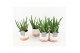 Aloe vera in milou keramiek 