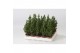 Chamaecyparis thyoides top point mini 