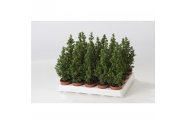Chamaecyparis thyoides top point mini