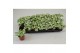 Fittonia snow anne 