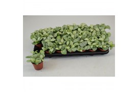 Fittonia snow anne