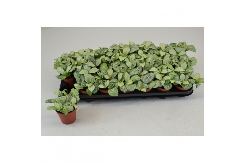 Fittonia snow anne 