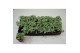 Fittonia mosaic ice queen 