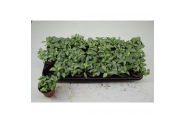 Fittonia mosaic ice queen