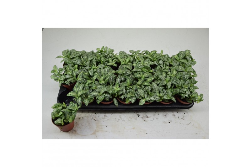 Fittonia mosaic ice queen 