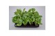 Peperomia obtusifolia variegata usa 