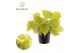 Philodendron scandens subsp. micans lime 