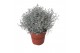Leucophyta brownii glitter 
