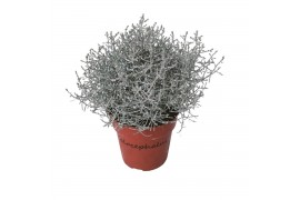 Leucophyta brownii glitter