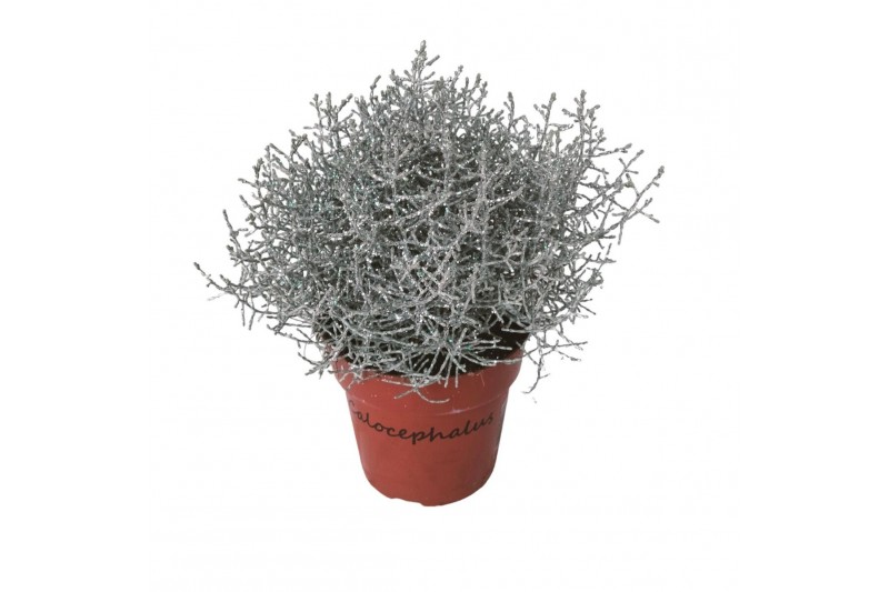 Leucophyta brownii glitter 