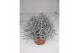 Leucophyta brownii glitter 