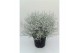 Leucophyta brownii glitter 
