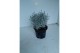 Leucophyta brownii glitter 