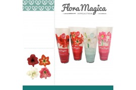 Hippeastrum Kolibri mix - 2 knop - FM hoes