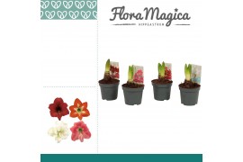 Hippeastrum Kolibri mix - 1 knop