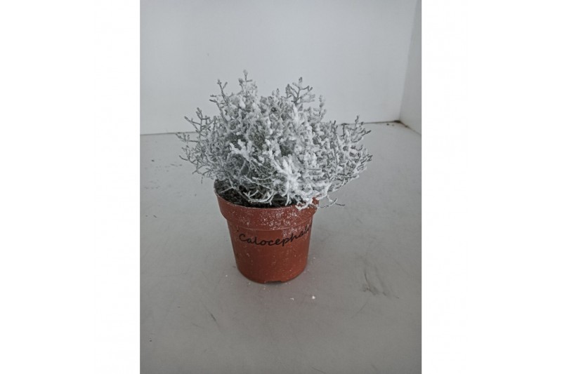 Leucophyta brownii 
