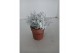 Leucophyta brownii challenge Calocephalus met sneeuw en glitter 