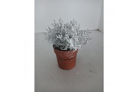 Leucophyta brownii challenge Calocephalus met sneeuw en glitter