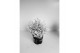 Leucophyta brownii challenge Calocephalus met sneeuw en glitter 