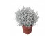 Leucophyta brownii challenge Calocephalus met sneeuw en glitter 