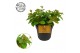 Peperomia angulata rocca vivace 