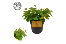 Peperomia angulata rocca vivace