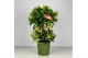 Ardisia crenata bos premium white wit bes 4 