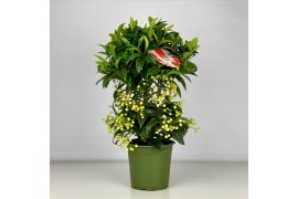 Ardisia crenata bos premium white wit bes 4