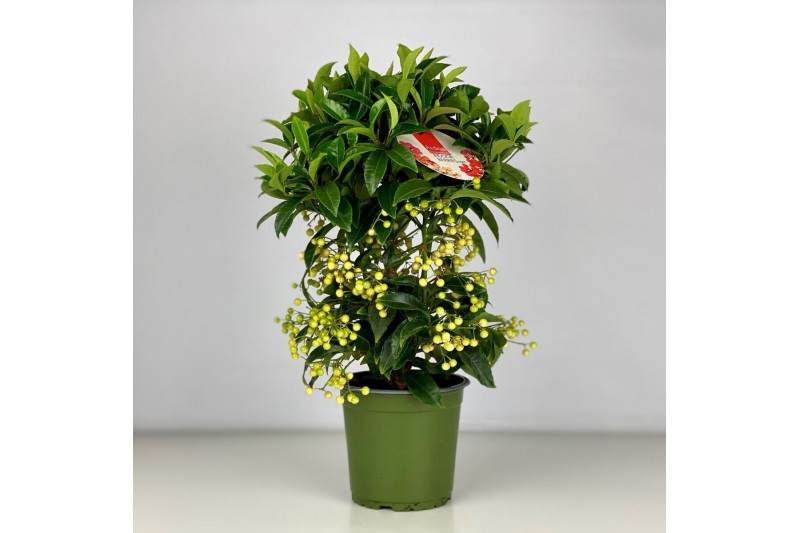 Ardisia crenata bos premium white wit bes 4 