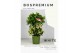 Ardisia crenata bos premium white wit bes 4 