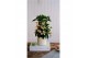 Ardisia crenata bos premium white wit bes 4 