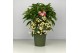 Ardisia crenata bos premium white wit bes 4 
