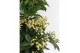Ardisia crenata bos premium white wit bes 4 
