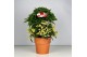 Ardisia crenata bos premium white wit bes - Terracotta Pot 