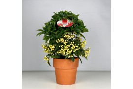 Ardisia crenata bos premium white wit bes - Terracotta Pot