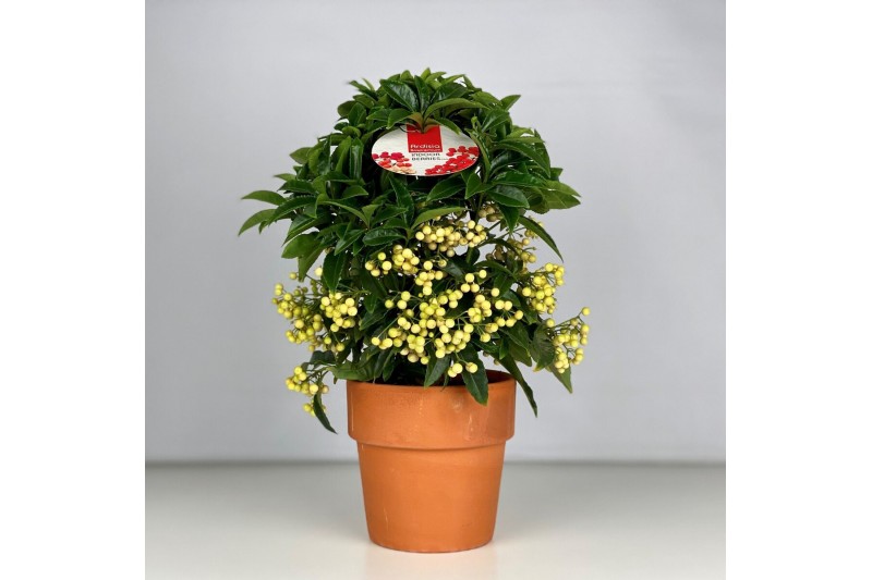 Ardisia crenata bos premium white wit bes - Terracotta Pot 