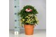Ardisia crenata bos premium white wit bes - Terracotta Pot 