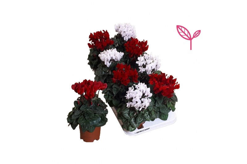 Cyclamen compact rood-wit kerst wit rood,20 cm diameter Cyclamen compact rood-wit kerst wit rood,20 cm diameter