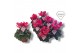 Cyclamen pers. super serie merengue rood 
