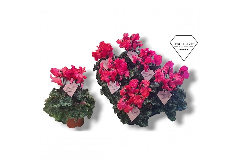 Cyclamen pers. super serie merengue rood 